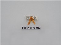 藏品(三色豔苔蛾)的圖片